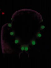 Load image into Gallery viewer, Glow in the Dark Oogie
